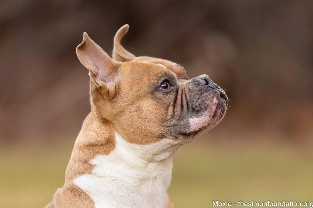 Enlarge Moxie, a Adoptable mixed breed in Bloomfield, CT image 4/4