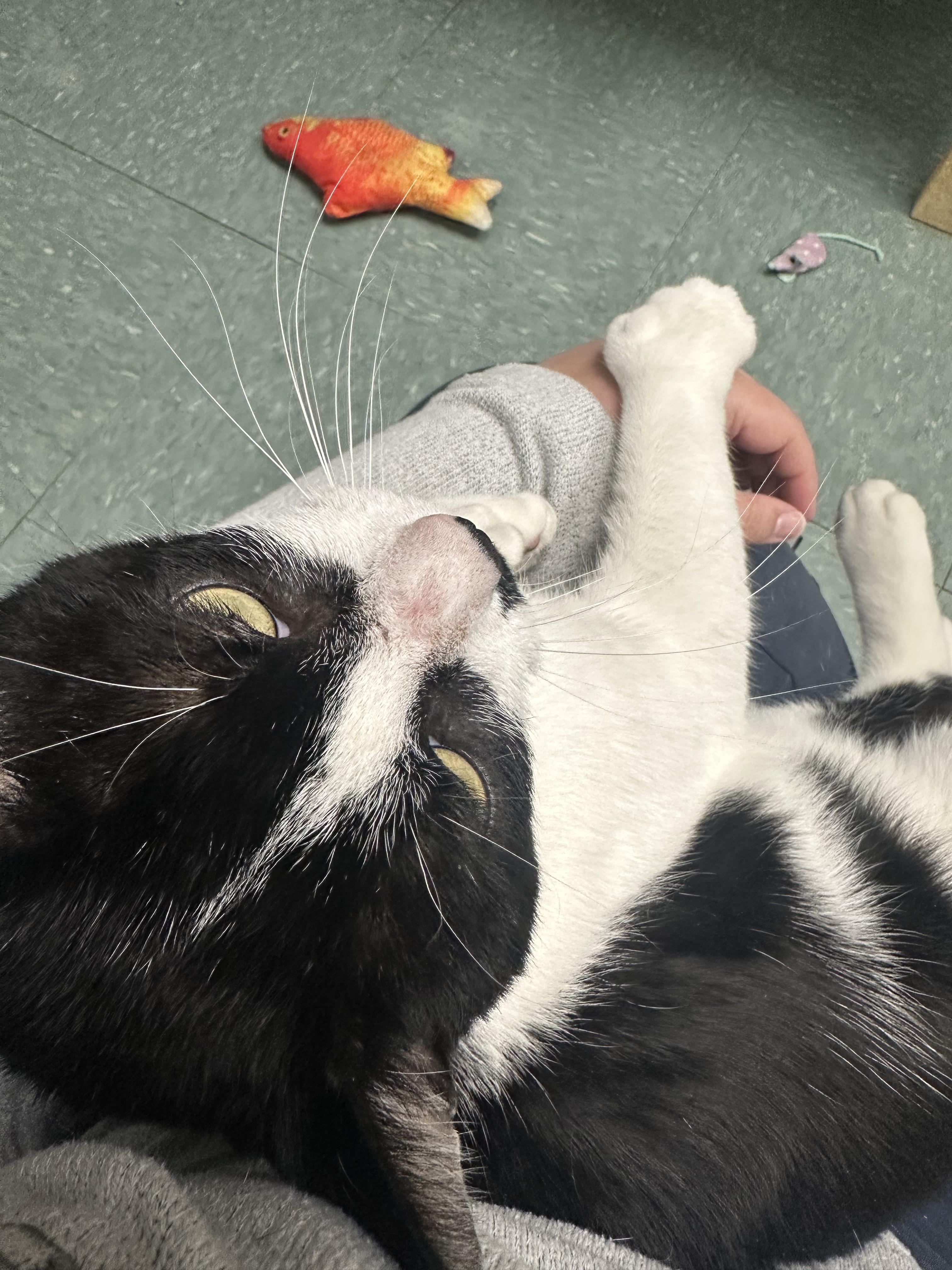 Enlarge Cooper, a ADOPTABLE Domestic Short Hair in Warwick, RI image 2/3