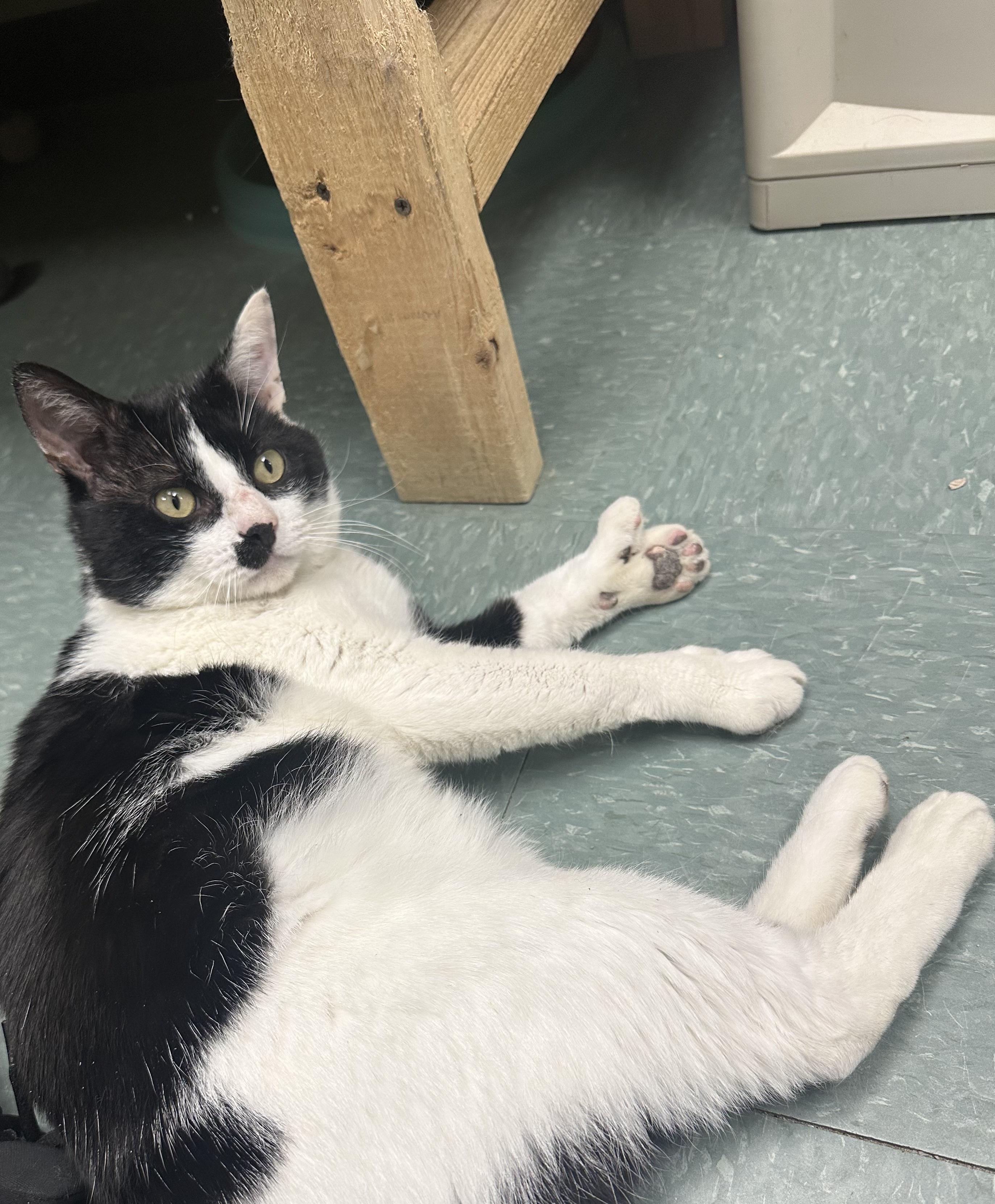 Enlarge Cooper, a ADOPTABLE Domestic Short Hair in Warwick, RI image 1/3