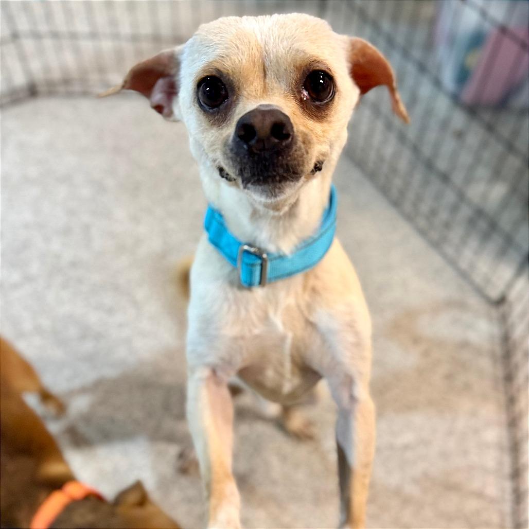 Dr Pepper, Adoptable, Adult Male Chihuahua.