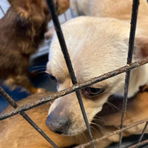 Enlarge Dr Pepper, a Adoptable Chihuahua in West Chester, PA image 2/4