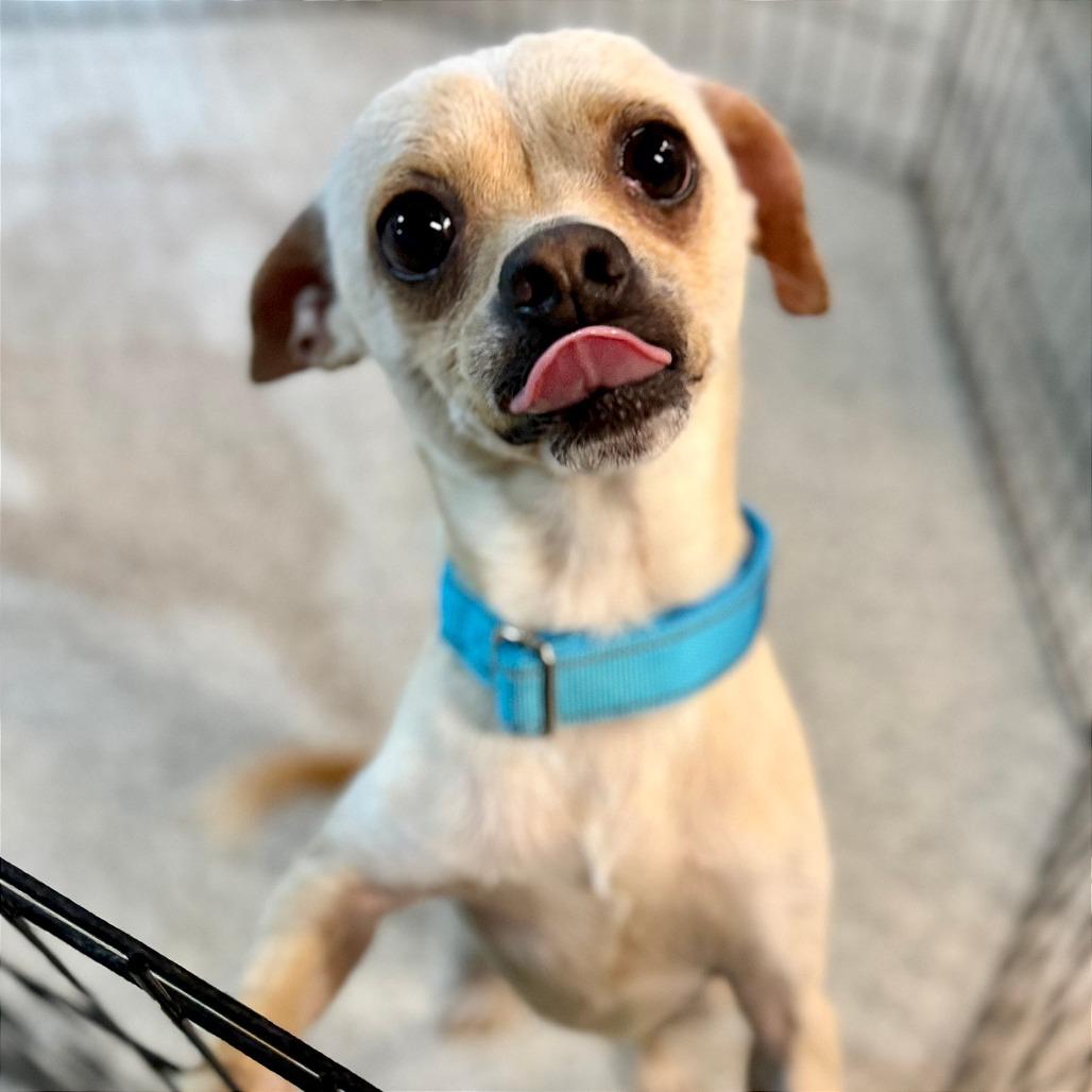 Enlarge Dr Pepper, a Adoptable Chihuahua in West Chester, PA image 3/4