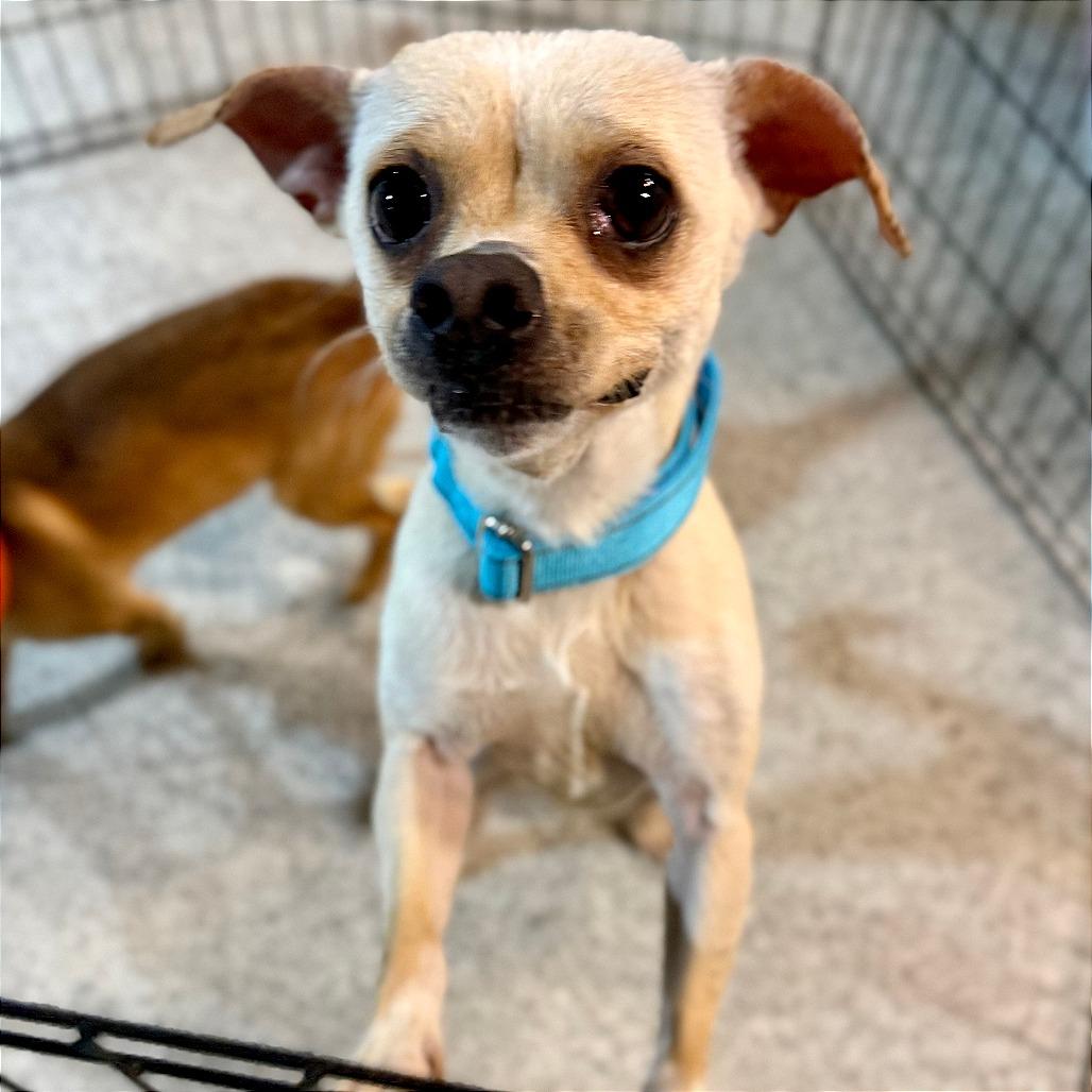 Enlarge Dr Pepper, a Adoptable Chihuahua in West Chester, PA image 4/4