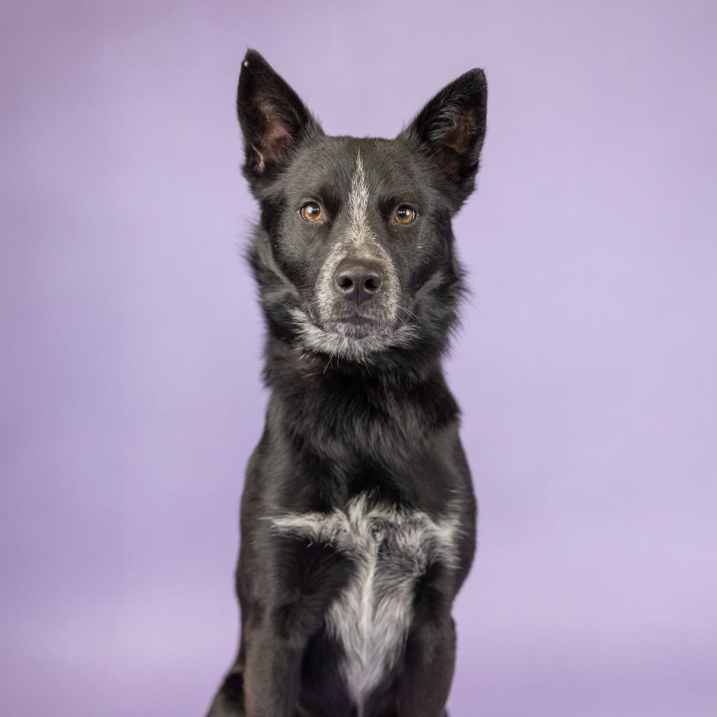 Radial, Adoptable, Adult Male Cattle Dog.