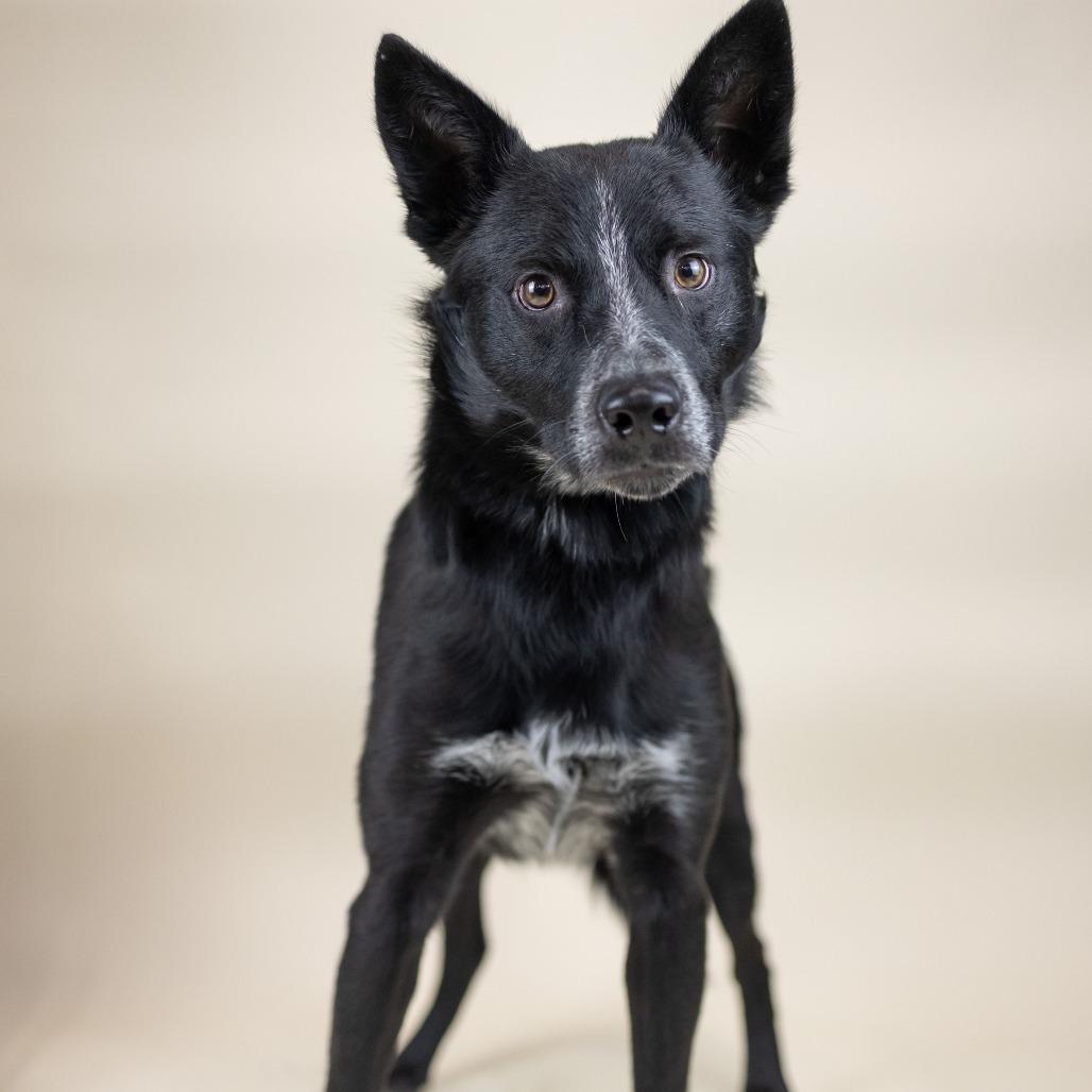 Enlarge Radial, a Adoptable Cattle Dog in Portland, OR image 1/1