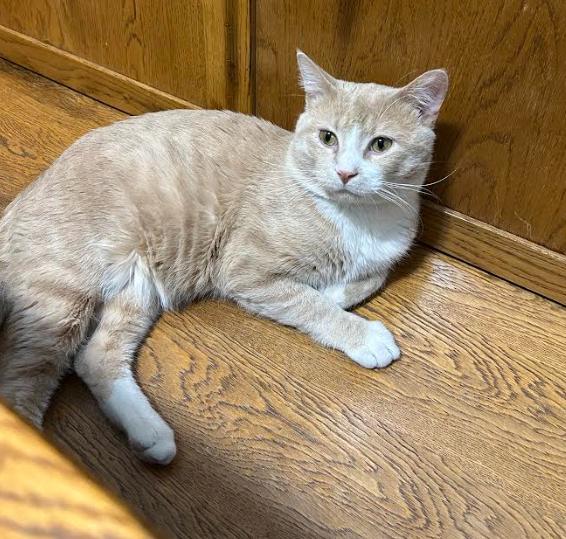 Little Dude, Adoptable, Adult Male Tabby.