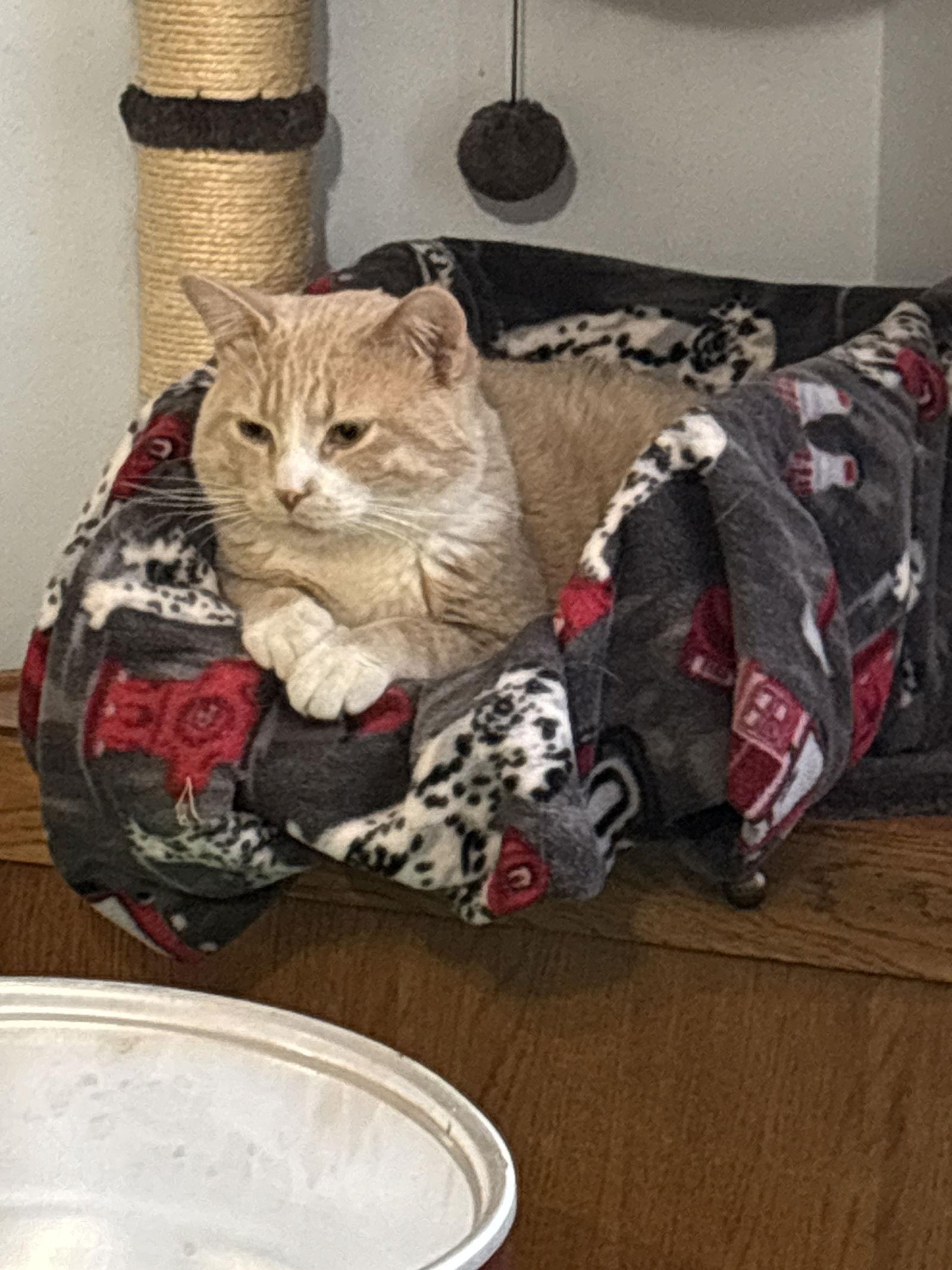 Little Dude, Adoptable, Adult Male Tabby.