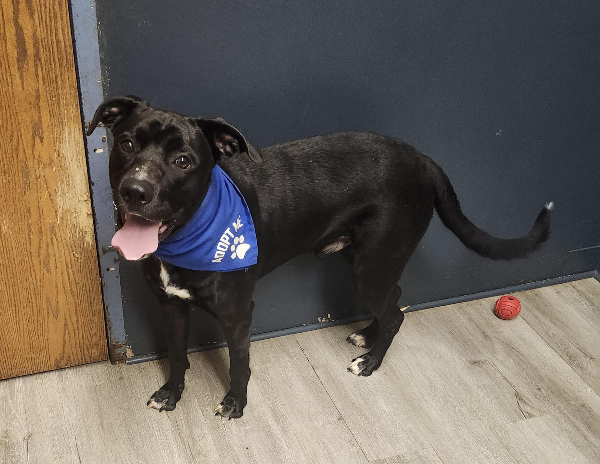 Enlarge 2 Chainz, an adoptable mixed breed in Mansfield, OH image 2/4