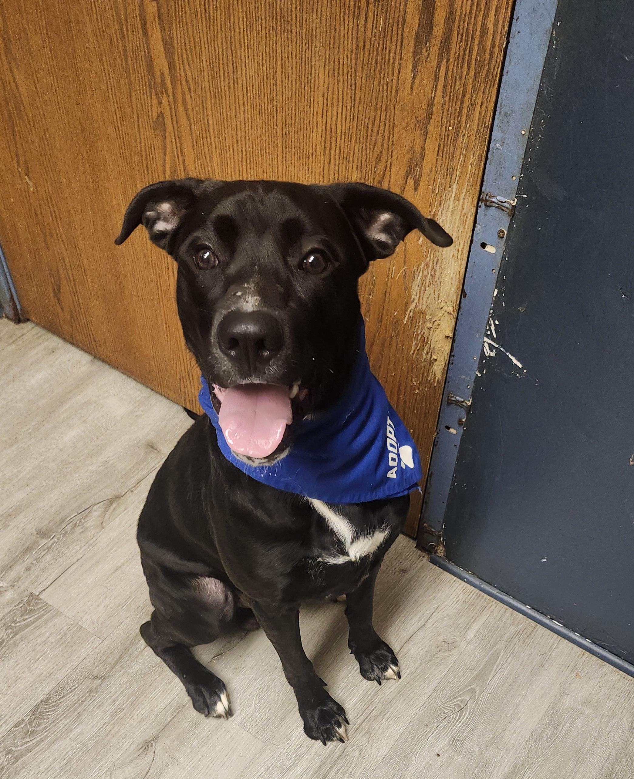 2 Chainz, adoptable, Young Male Black Labrador Retriever & Pit Bull Terrier.
