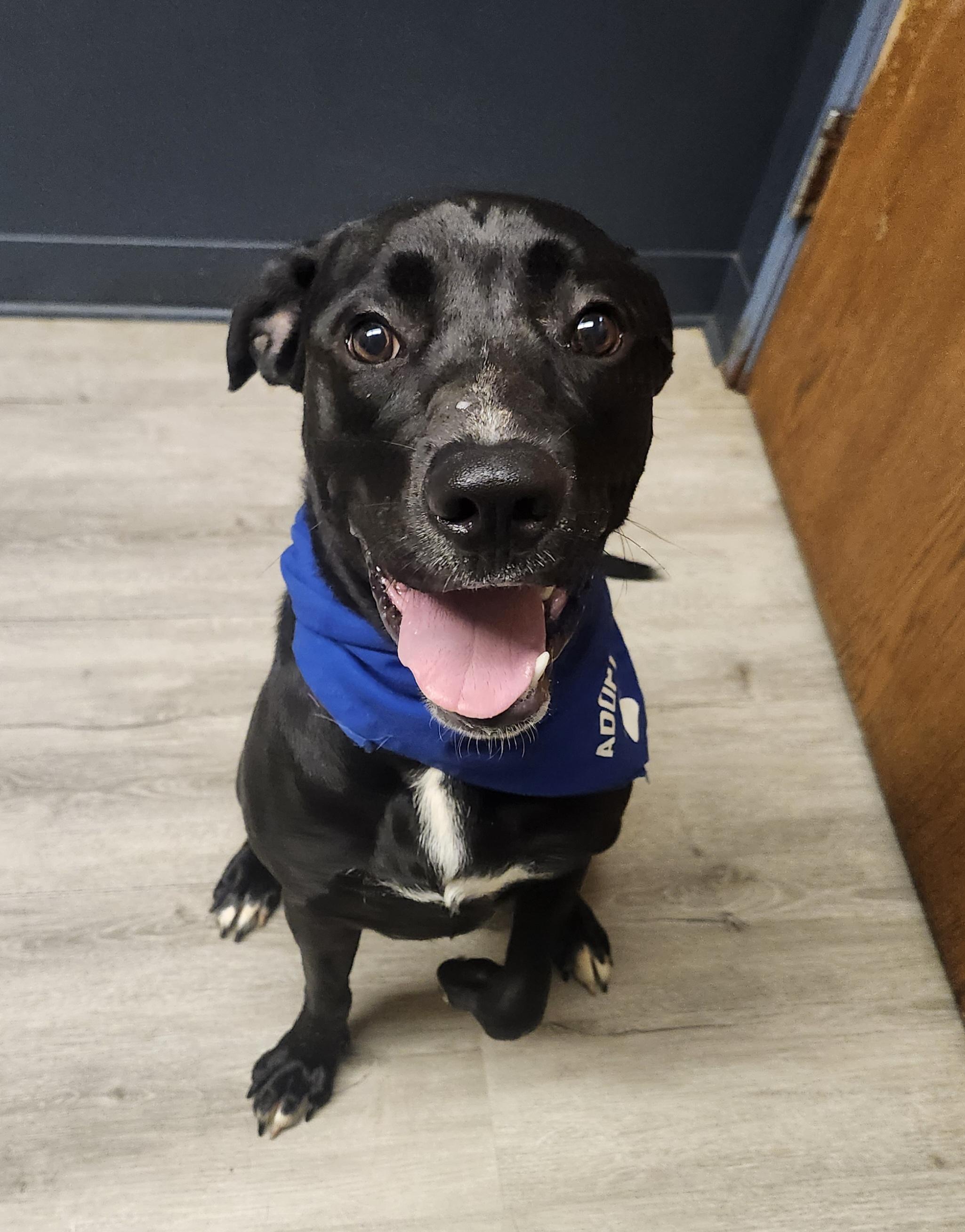 Enlarge 2 Chainz, an adoptable mixed breed in Mansfield, OH image 4/4