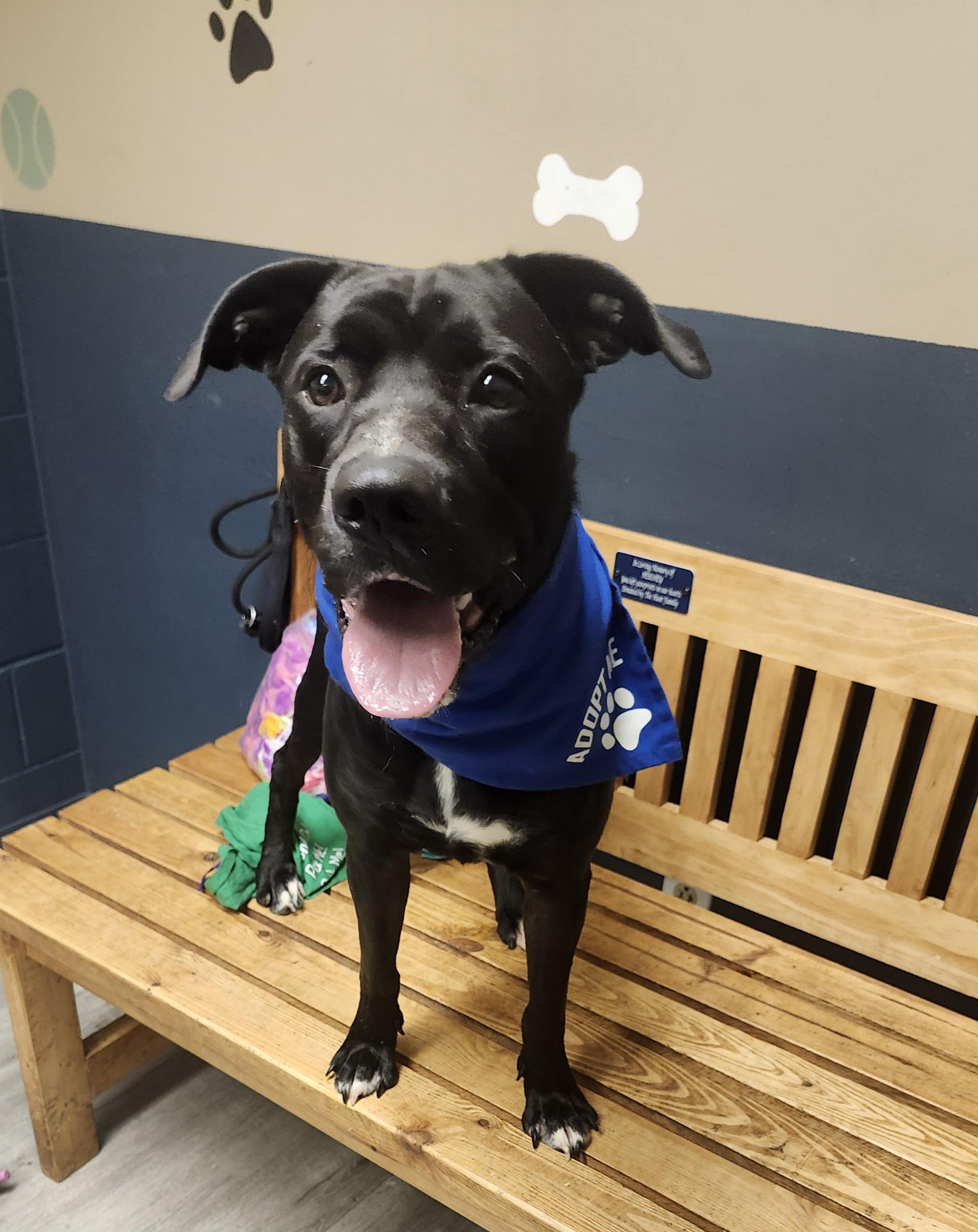 Enlarge 2 Chainz, an adoptable mixed breed in Mansfield, OH image 3/4