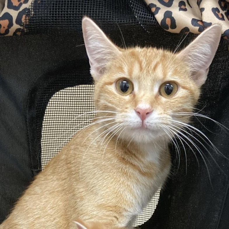 Gaia, Adoptable, Adult Female Domestic Short Hair.