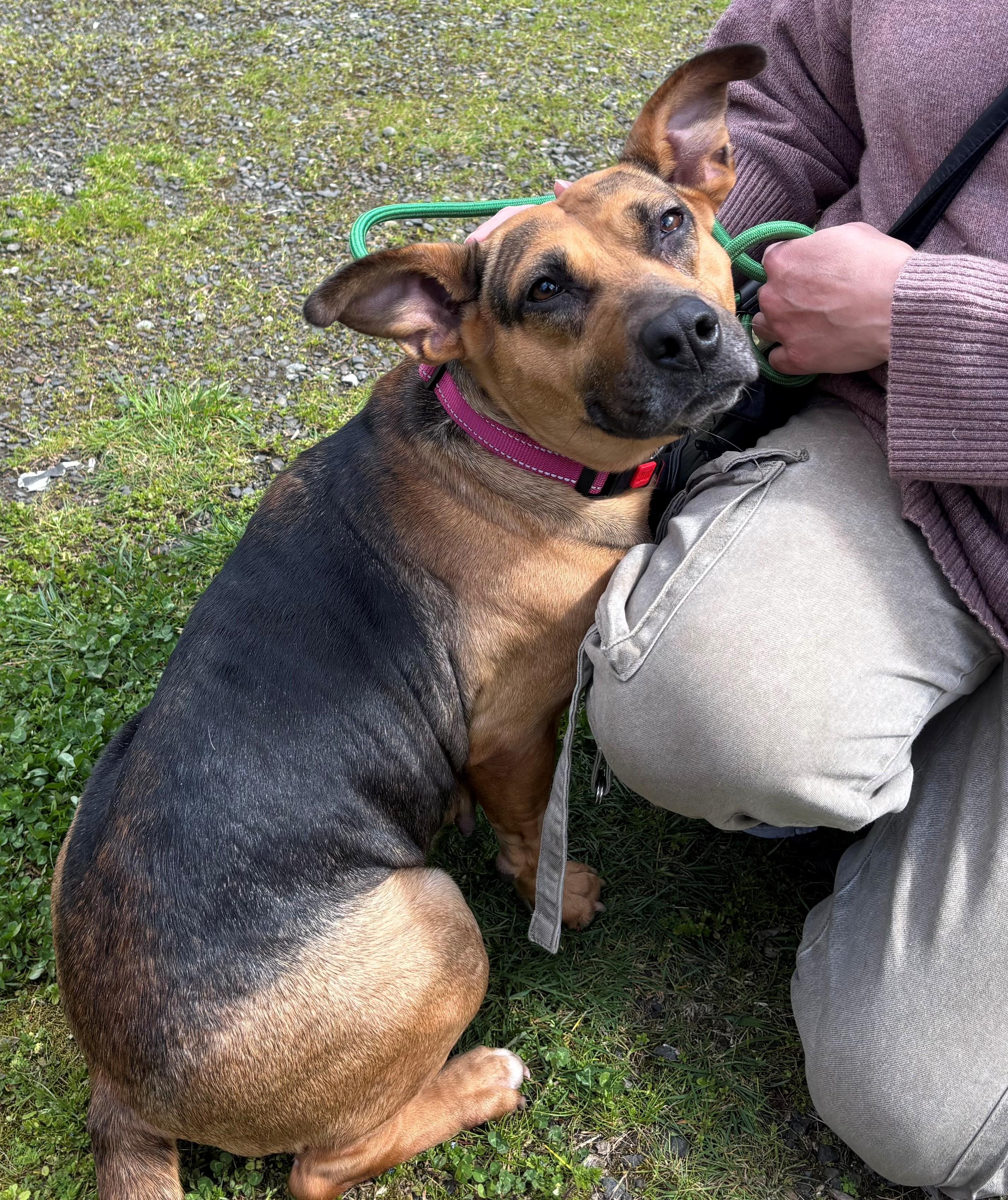 Enlarge Daisy, a ADOPTABLE mixed breed in Olympia, WA image 4/4