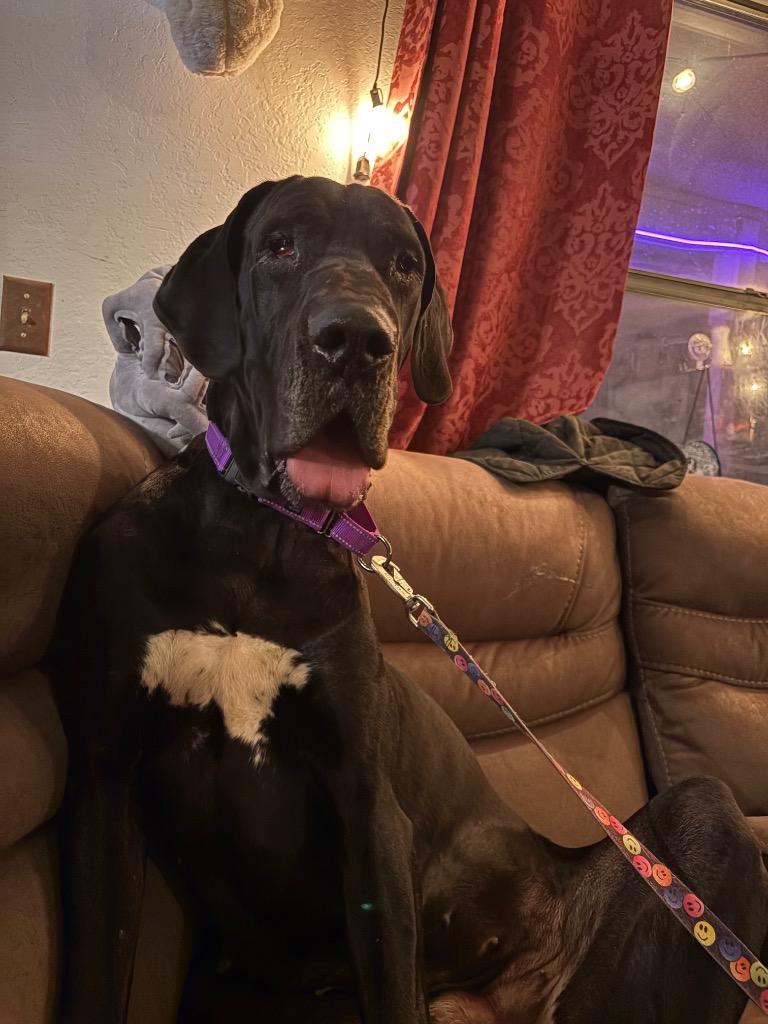 Nisha, Adoptable, Young Female Great Dane.