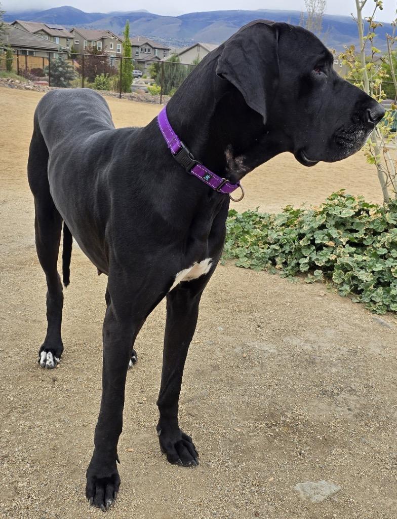 Enlarge Nisha, a Adoptable Great Dane in Reno, NV image 2/6