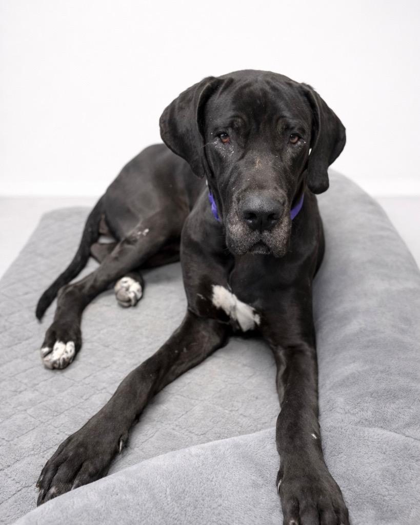 Enlarge Nisha, a Adoptable Great Dane in Reno, NV image 3/6
