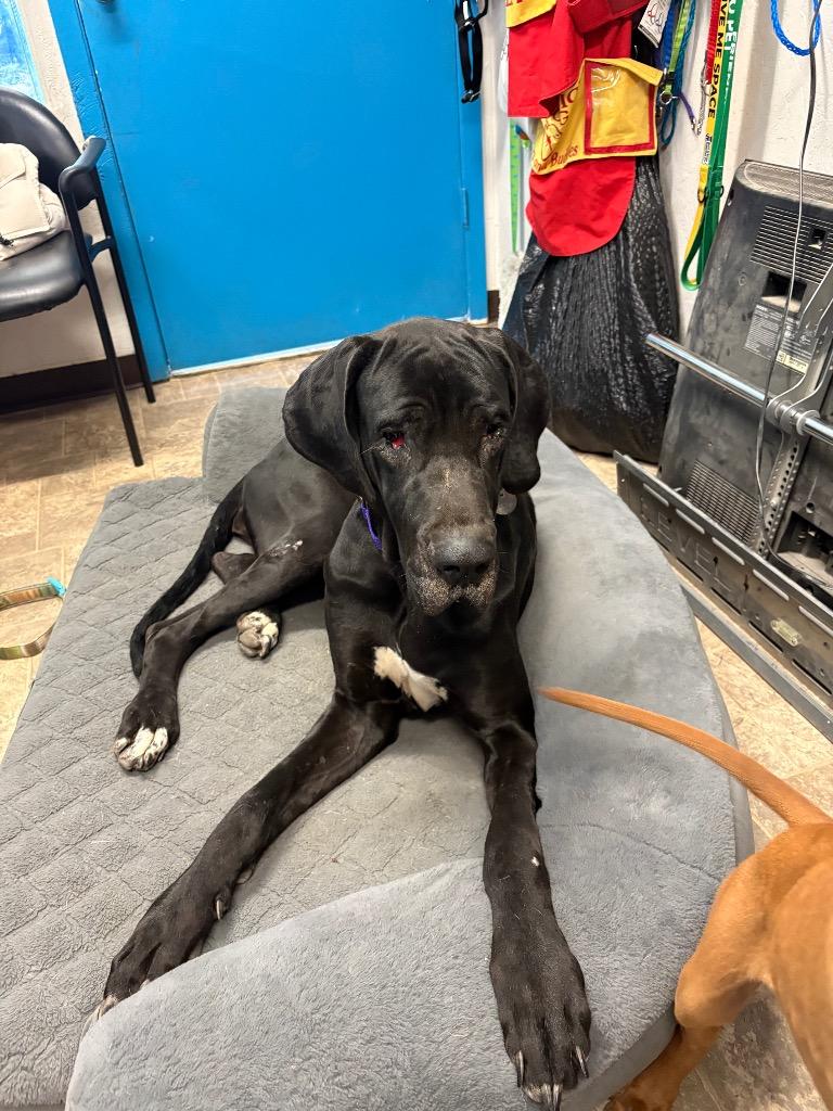 Enlarge Nisha, a Adoptable Great Dane in Reno, NV image 4/6