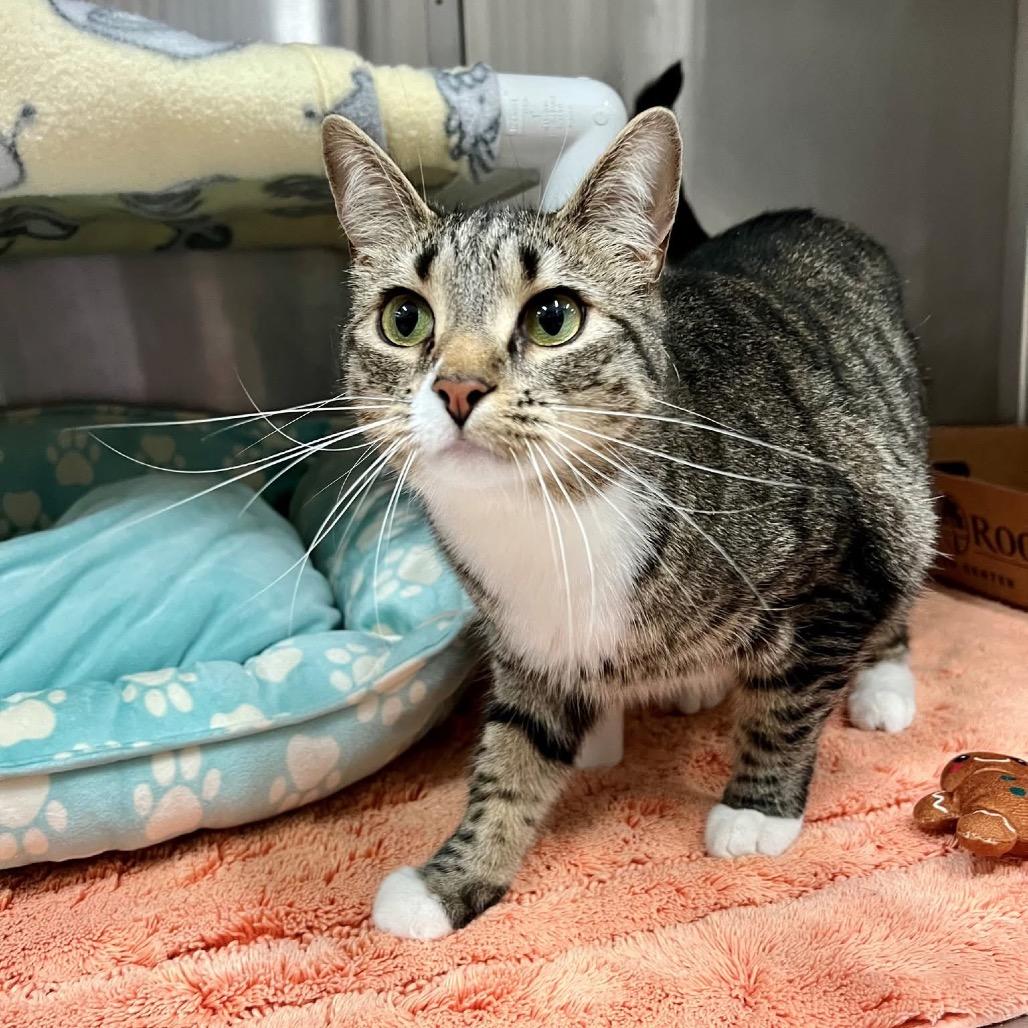 Cassette, Adoptable, Adult Female Domestic Short Hair.
