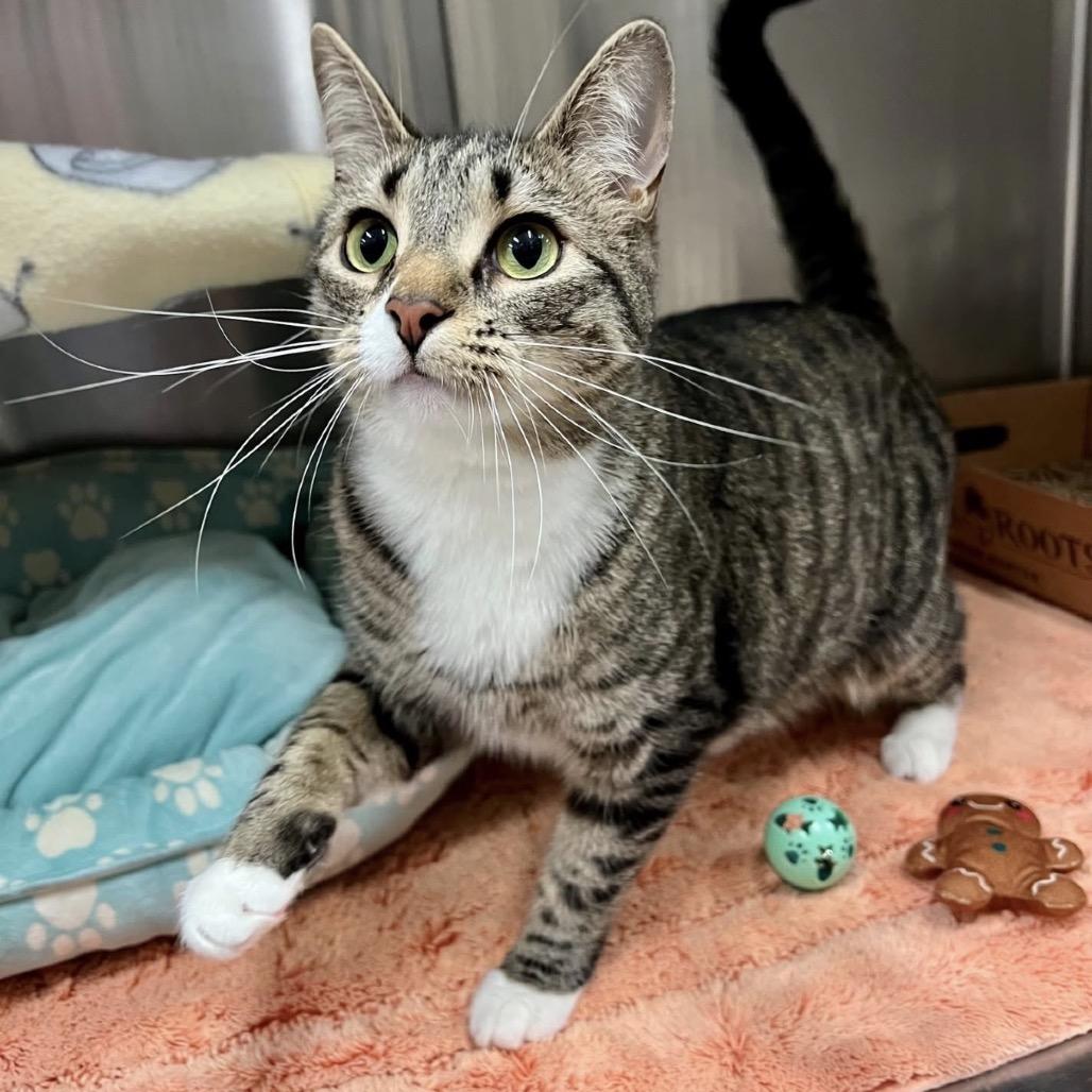 Cassette, a Adoptable Domestic Short Hair in Frederick, MD image 2/4
