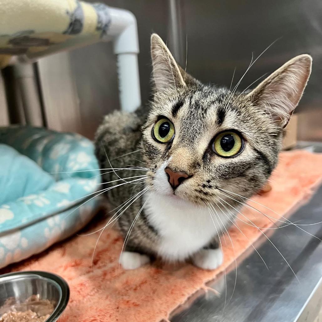 Cassette, a Adoptable Domestic Short Hair in Frederick, MD image 3/4