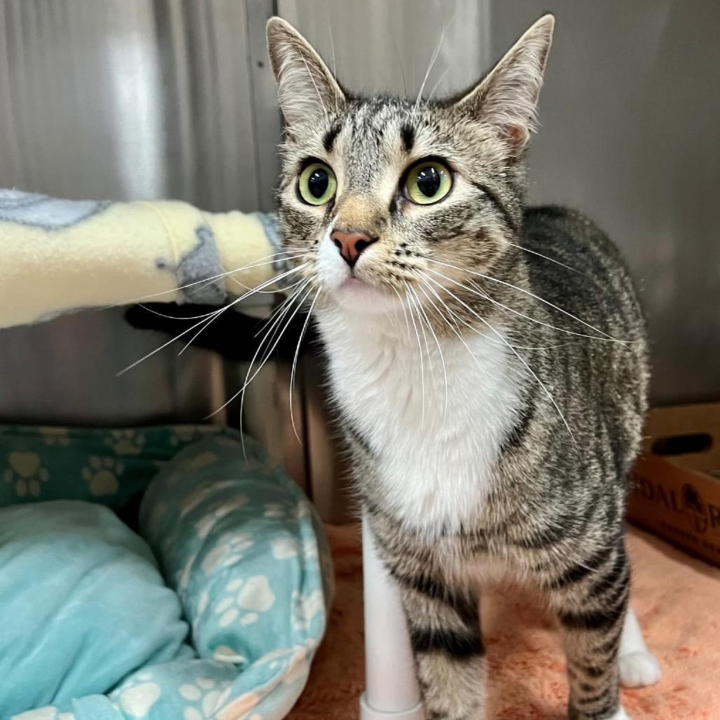 Cassette, a Adoptable Domestic Short Hair in Frederick, MD image 4/4