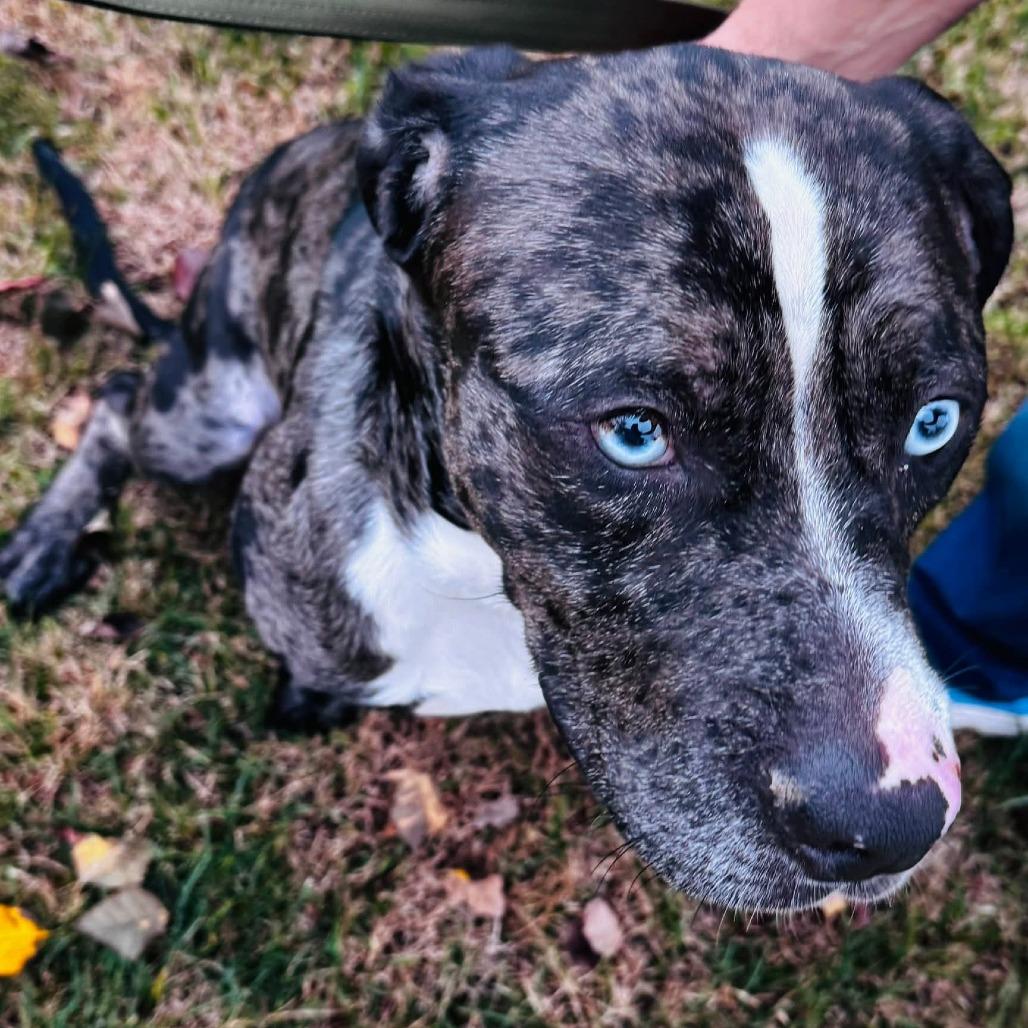Enlarge Bosco (FKA Bruce), a Adoptable Catahoula Leopard Dog in Clarksville, TN image 1/6