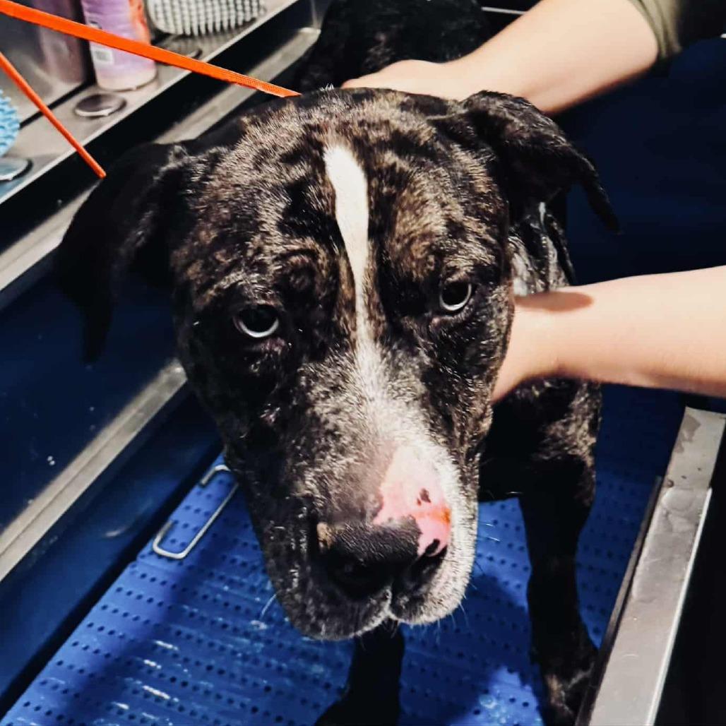 Enlarge Bosco (FKA Bruce), a Adoptable Catahoula Leopard Dog in Clarksville, TN image 2/6