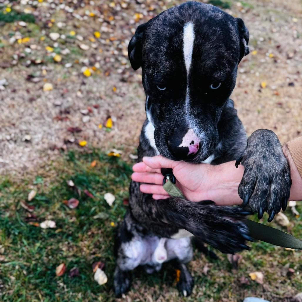 Enlarge Bosco (FKA Bruce), a Adoptable Catahoula Leopard Dog in Clarksville, TN image 3/6