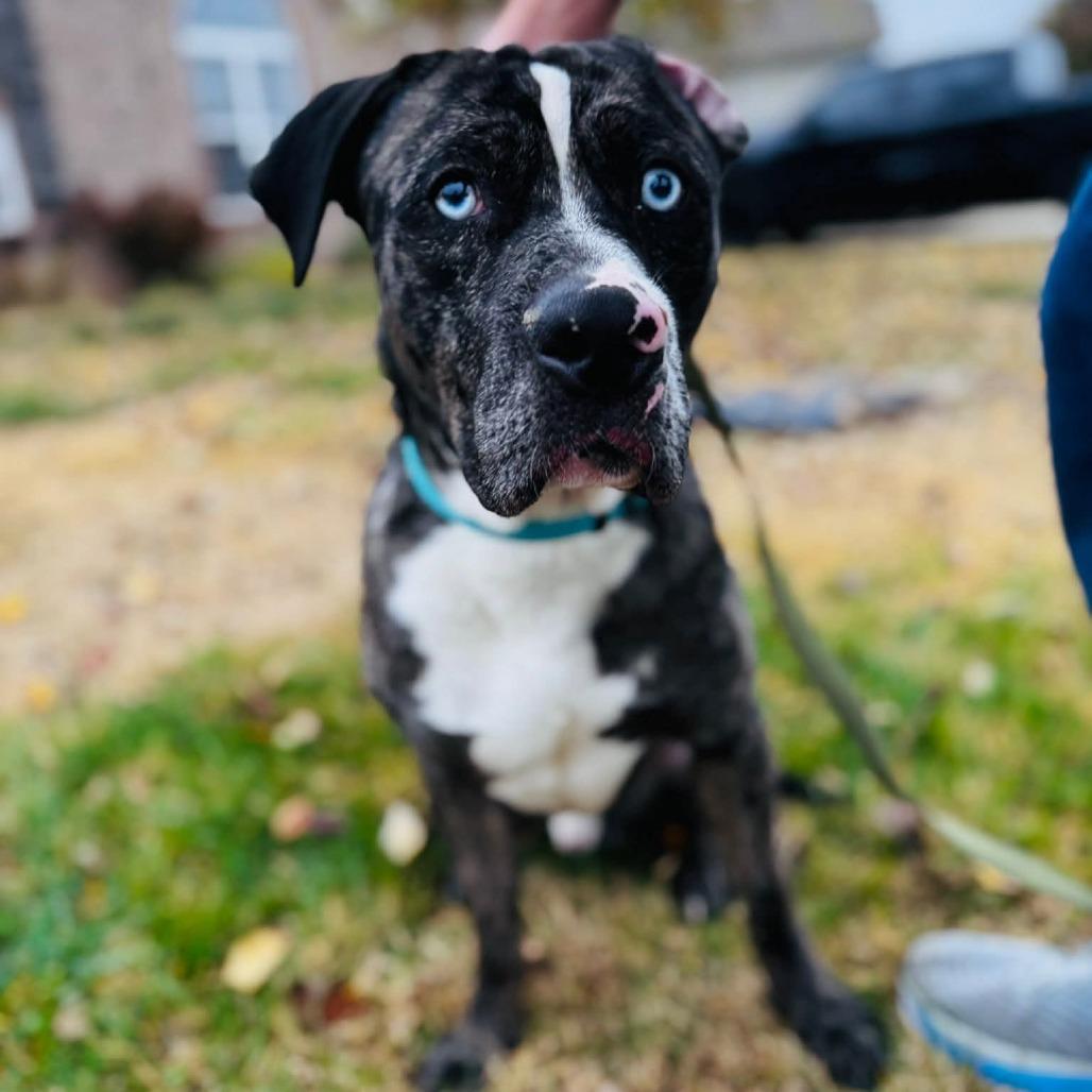 Enlarge Bosco (FKA Bruce), a Adoptable Catahoula Leopard Dog in Clarksville, TN image 4/6