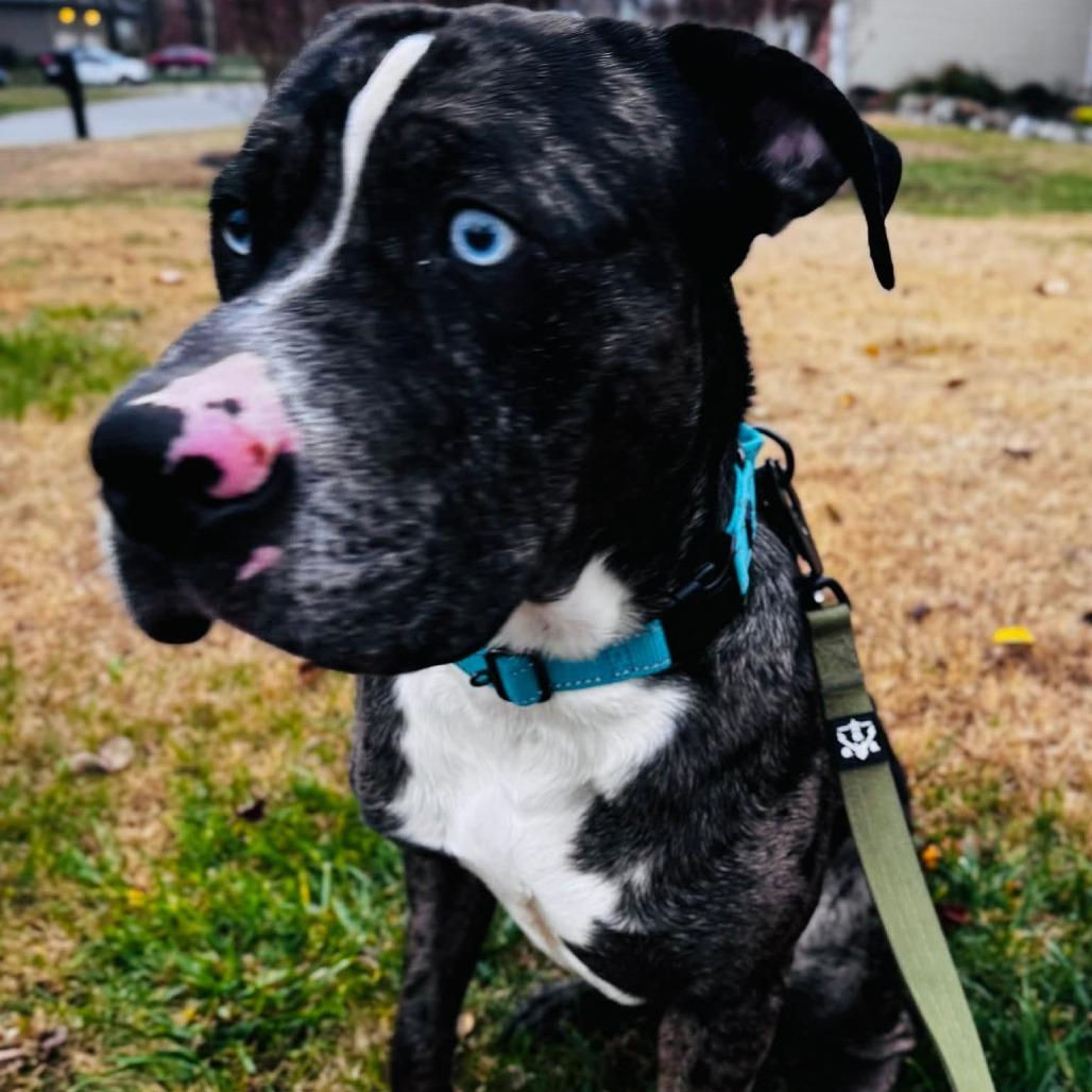 Enlarge Bosco (FKA Bruce), a Adoptable Catahoula Leopard Dog in Clarksville, TN image 5/6