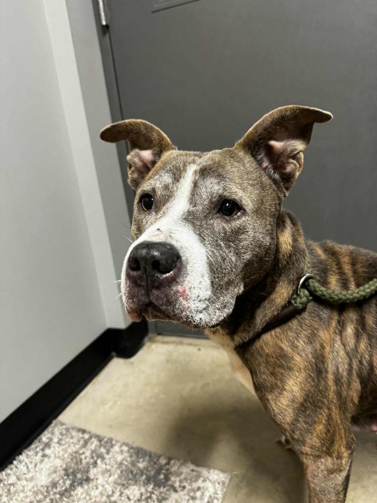 Enlarge Zora - Fee Waived, a Adoptable American Staffordshire Terrier in Pierceton, IN image 1/2