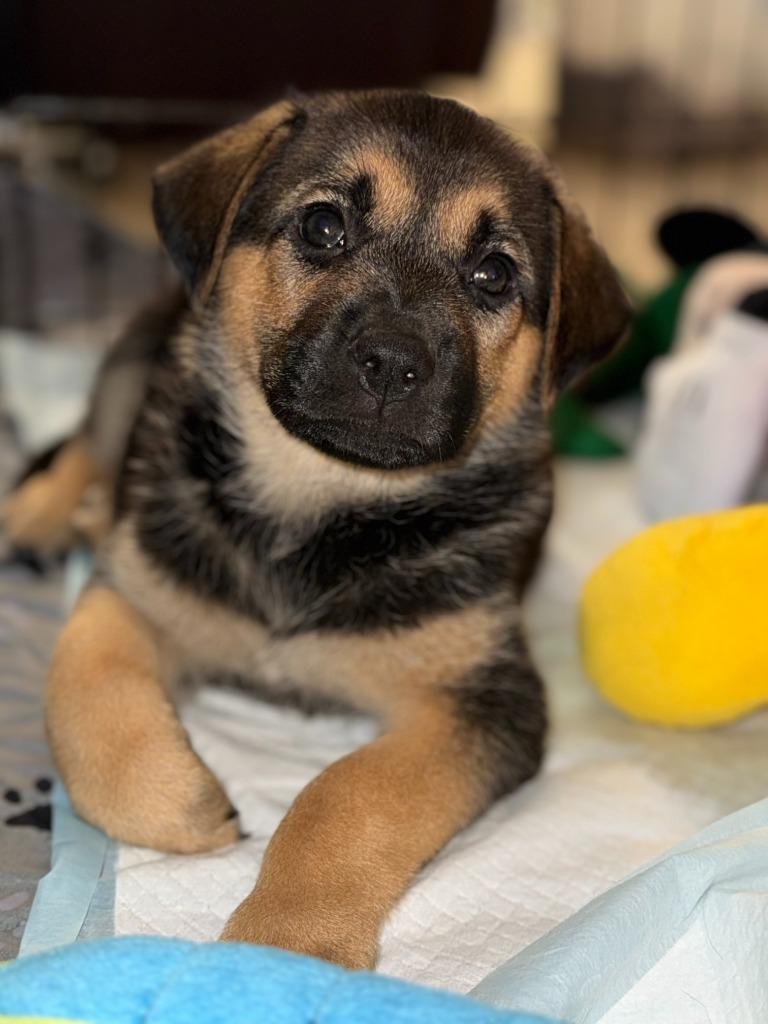 Hex, Adoptable, Puppy Female Shepherd & Pointer.