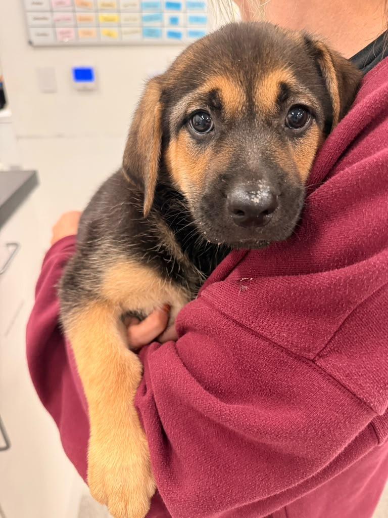 Enlarge Hex, a Adoptable mixed breed in Phoenix, AZ image 2/2