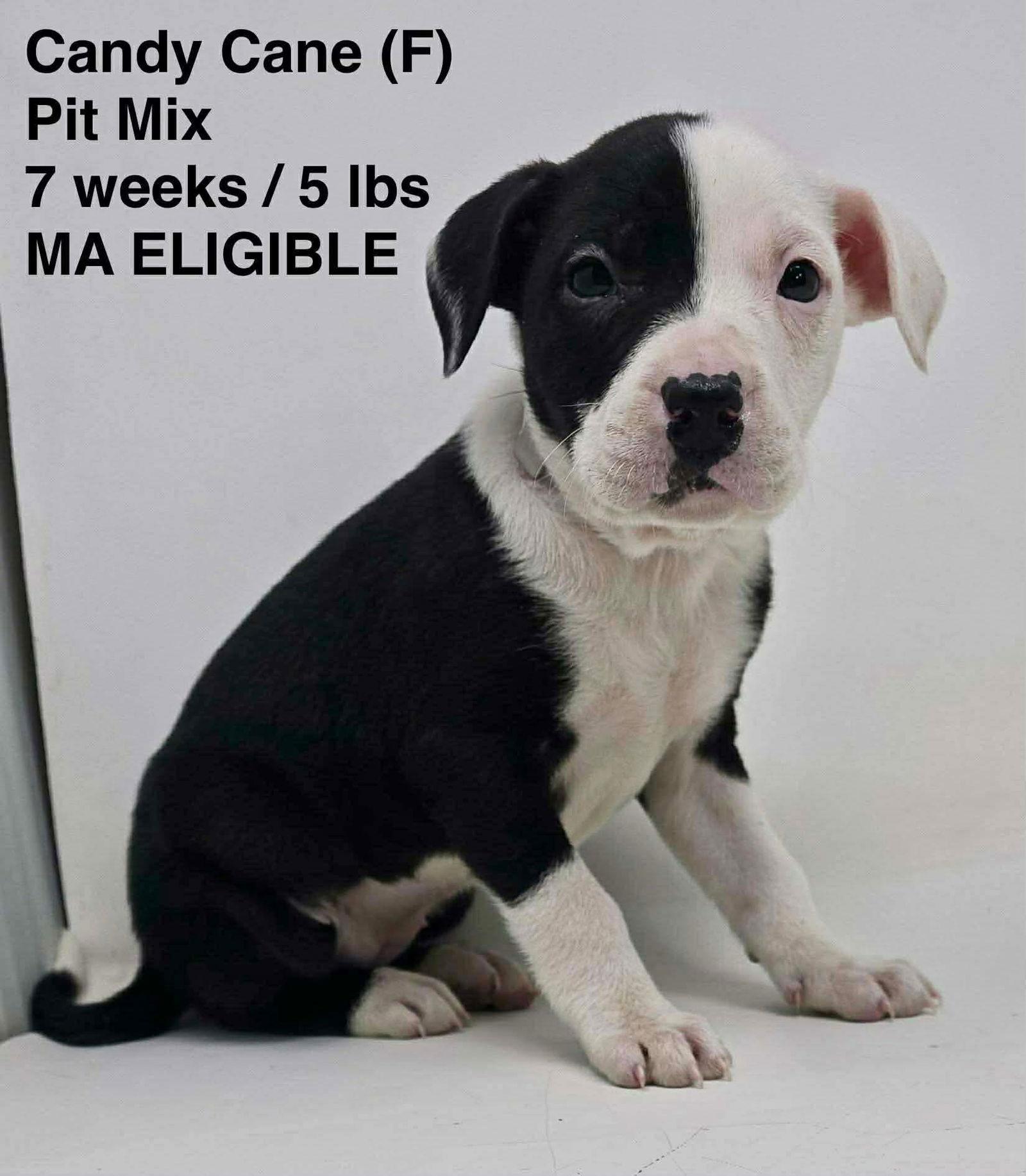 CANDY CANE, Adoptable, Young Female Pit Bull Terrier.