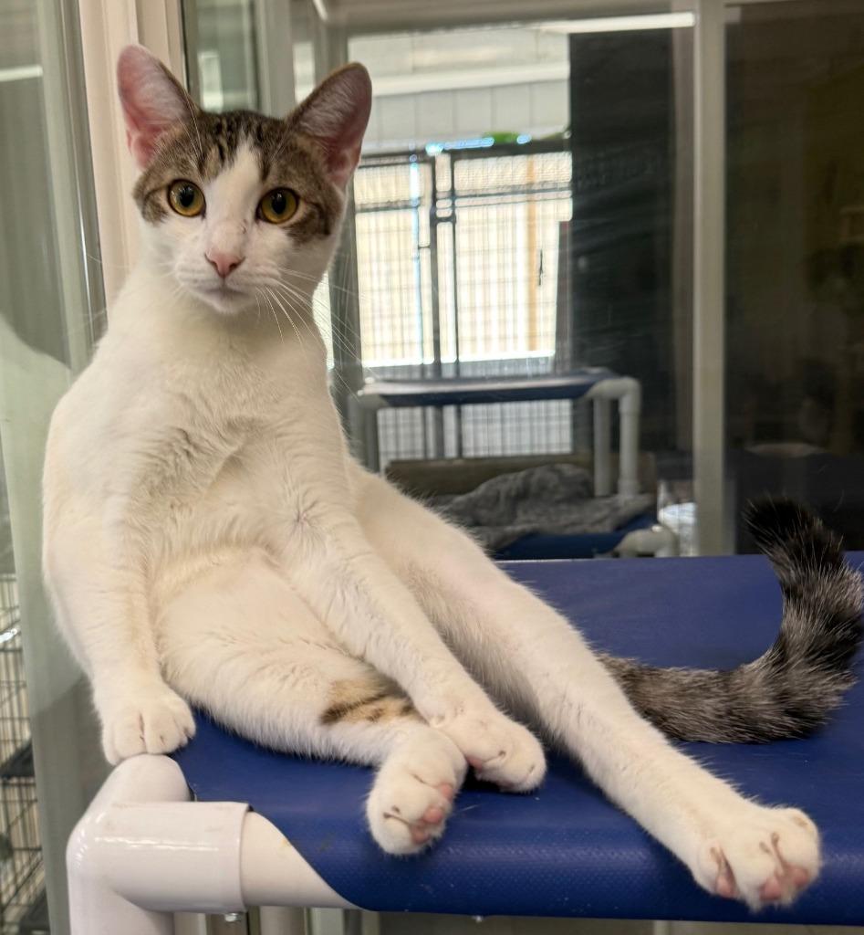 Franklin, Adoptable, Young Male Domestic Short Hair.