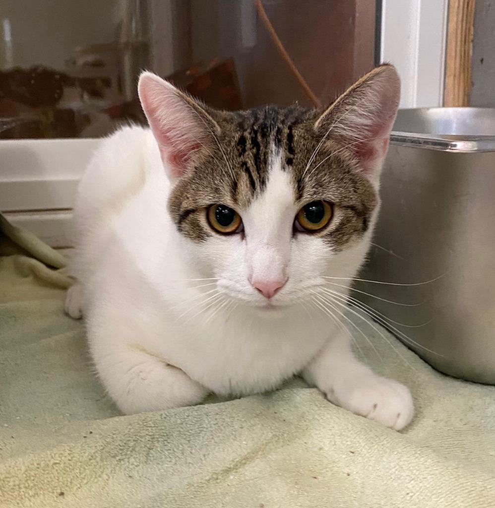 Enlarge Franklin, a Adoptable mixed breed in Lemoore, CA image 2/3