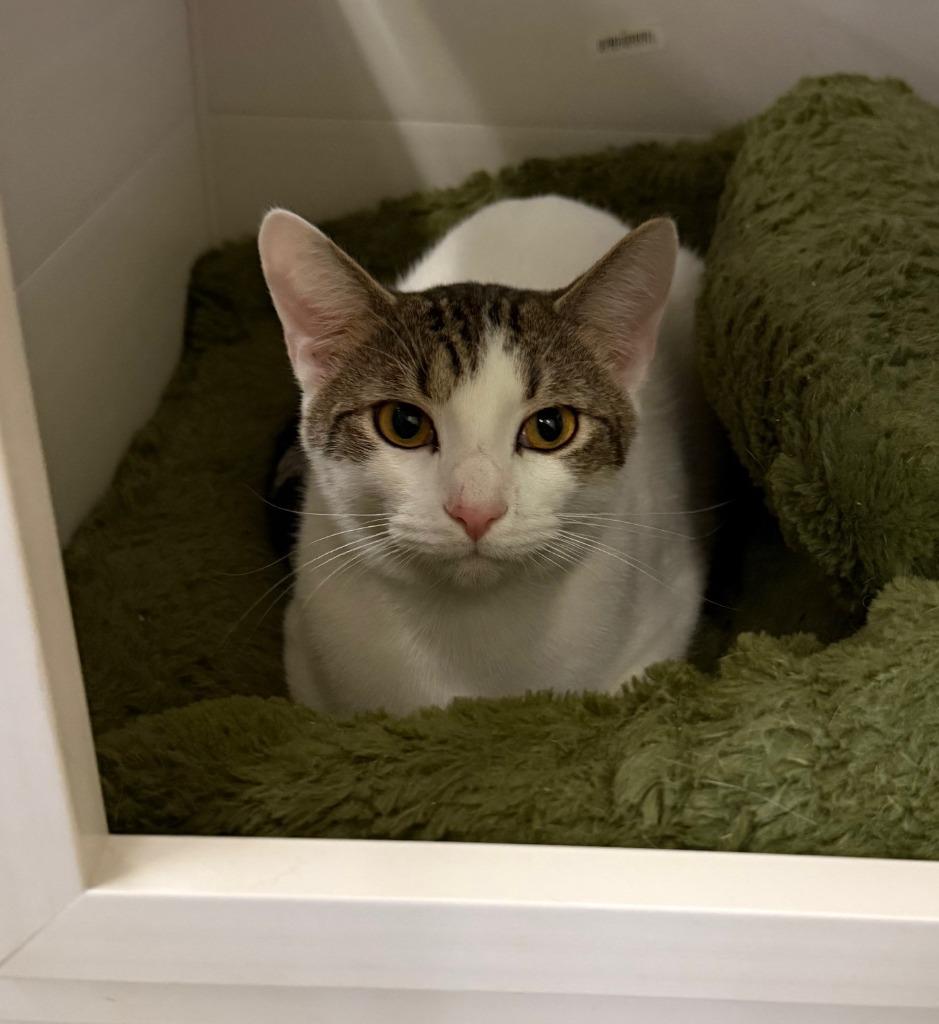 Enlarge Franklin, a Adoptable mixed breed in Lemoore, CA image 3/3