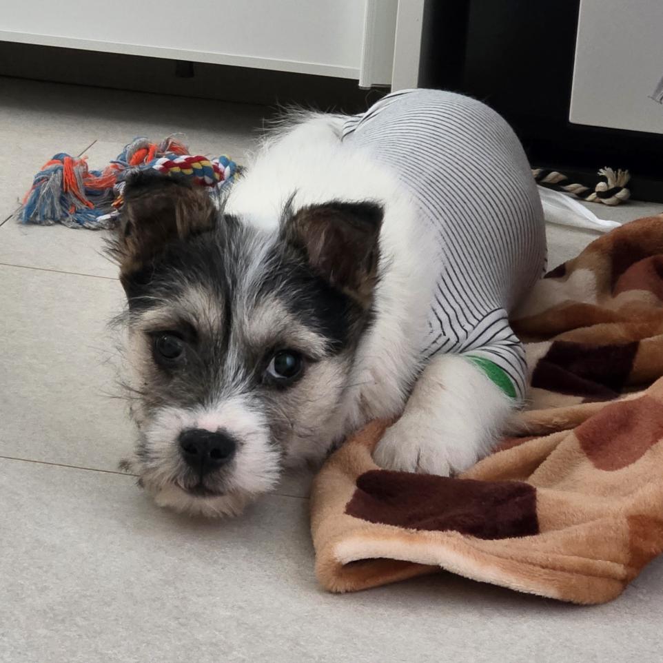 Panda, a ADOPTABLE mixed breed in Astoria, NY image 6/6