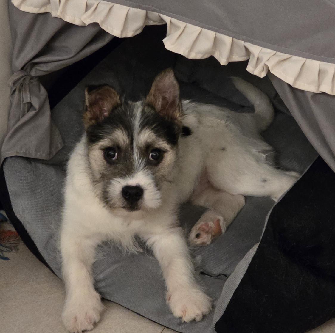 Panda, a ADOPTABLE mixed breed in Astoria, NY image 3/6