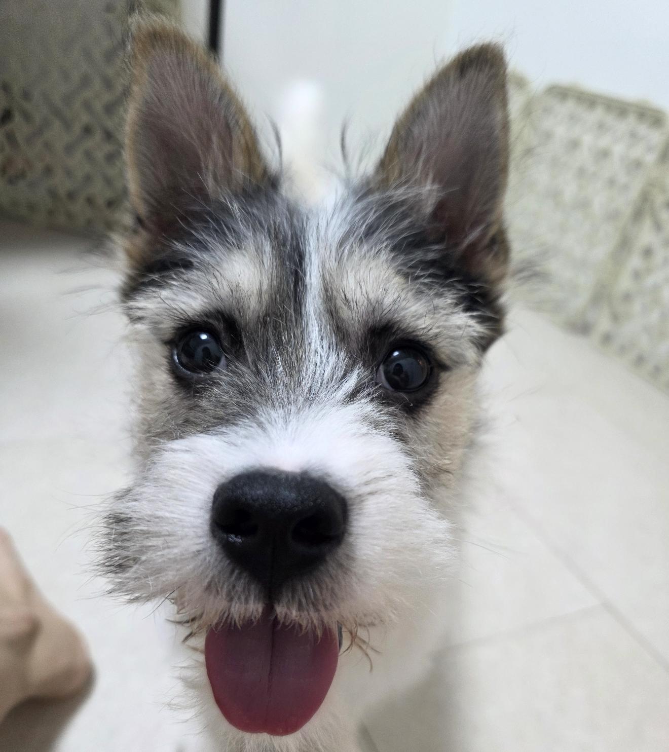Panda, a ADOPTABLE mixed breed in Astoria, NY image 1/6