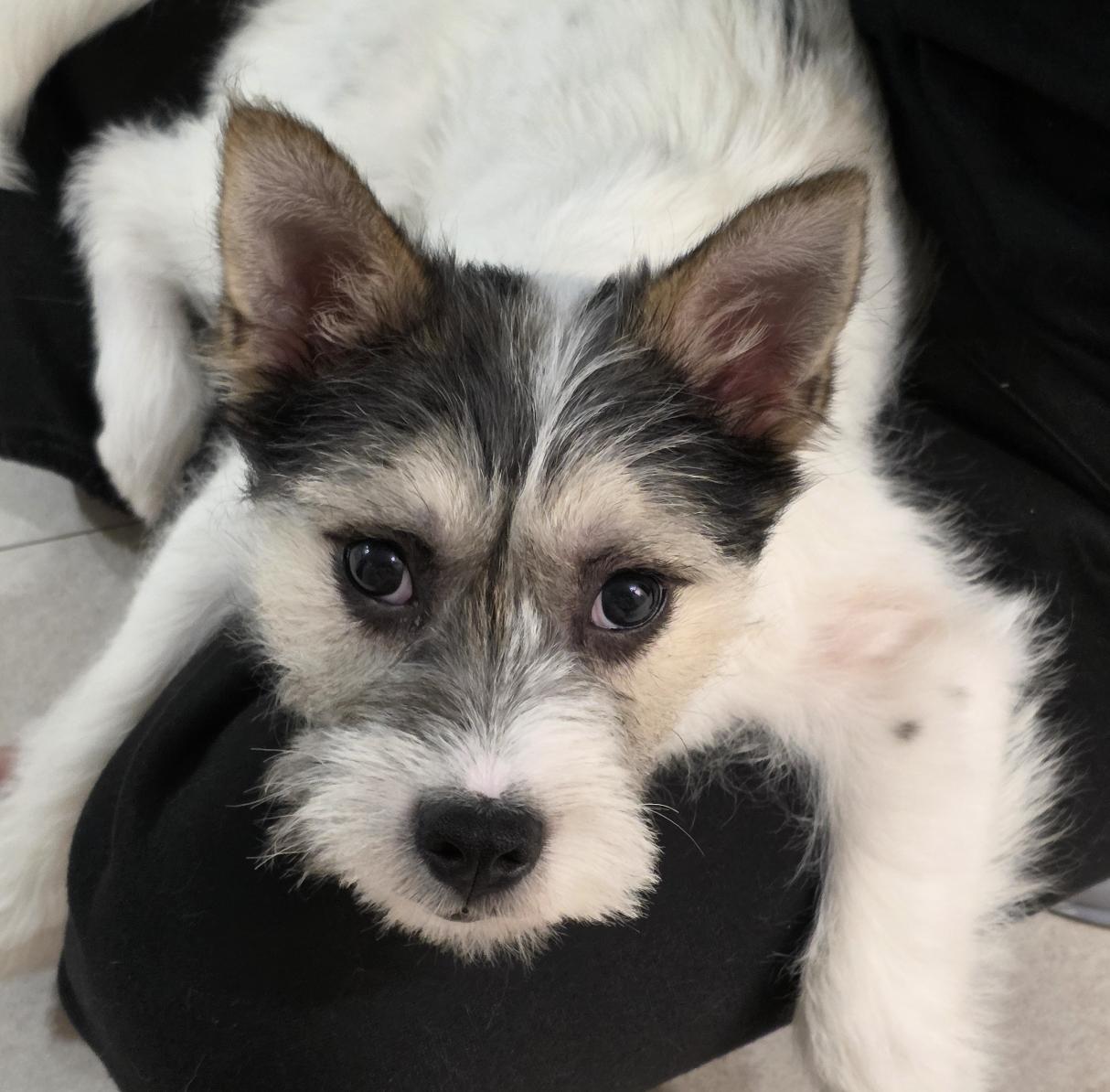Panda, a ADOPTABLE mixed breed in Astoria, NY image 2/6