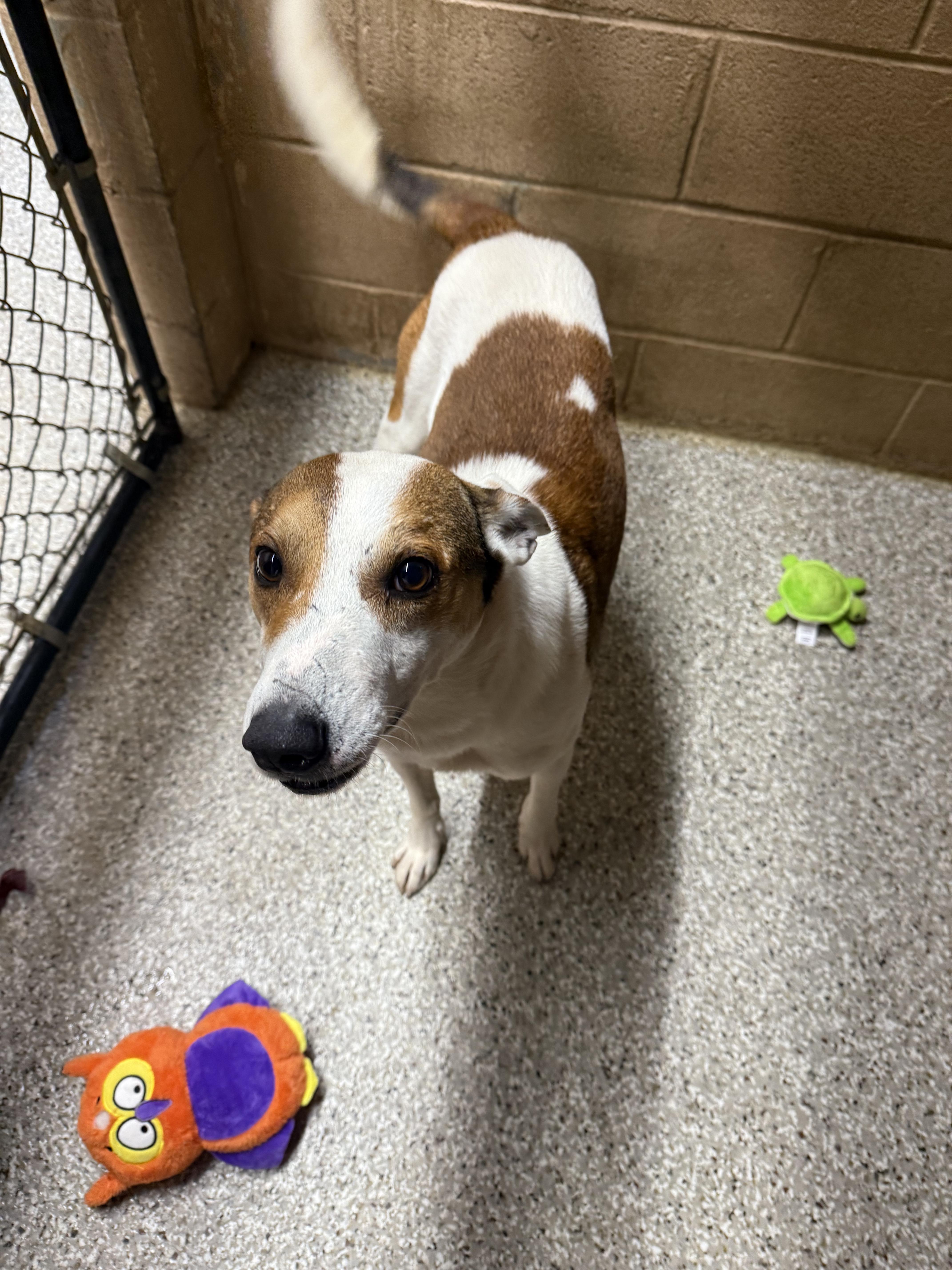Enlarge Billy, an adopted Mixed Breed in Hendersonville, TN image 1/1