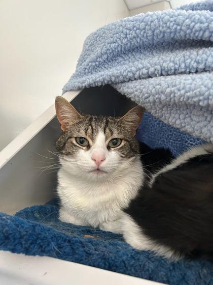 Enlarge Luca, a Adoptable mixed breed in Roseville, CA image 1/2