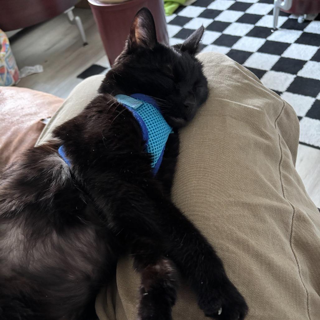 Lady Tutt, a Adoptable Domestic Short Hair in Evansville, IN image 1/6