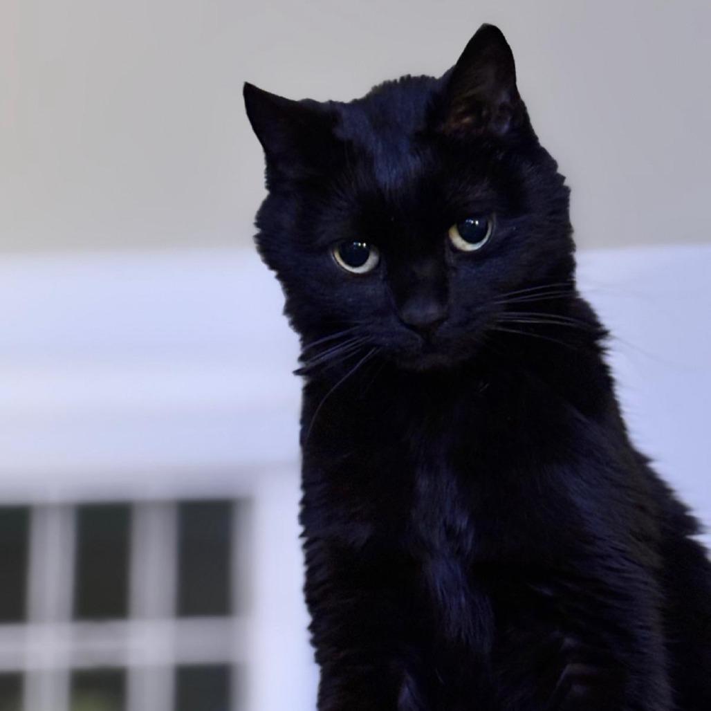 Lady Tutt, a Adoptable Domestic Short Hair in Evansville, IN image 2/6