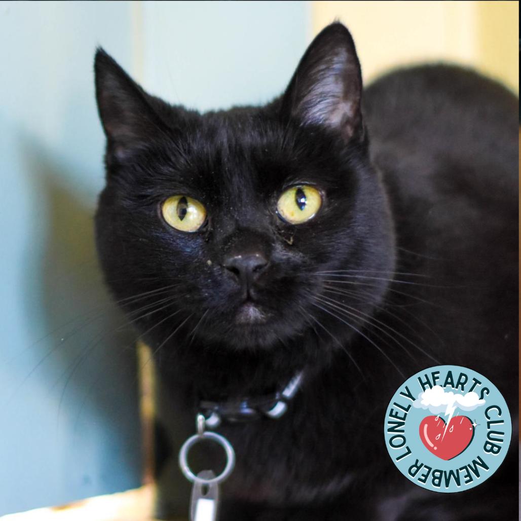 Lady Tutt, a Adoptable Domestic Short Hair in Evansville, IN image 4/6