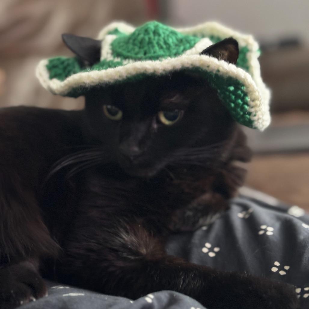 Lady Tutt, a Adoptable Domestic Short Hair in Evansville, IN image 6/6