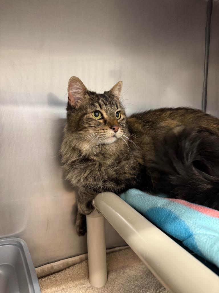 Toffee, Adoptable, Adult Female Domestic Medium Hair.