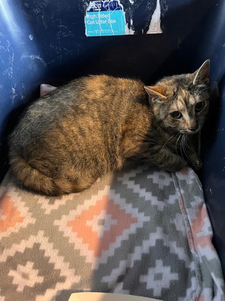 Ferret, Adoptable, Young Female Domestic Short Hair.