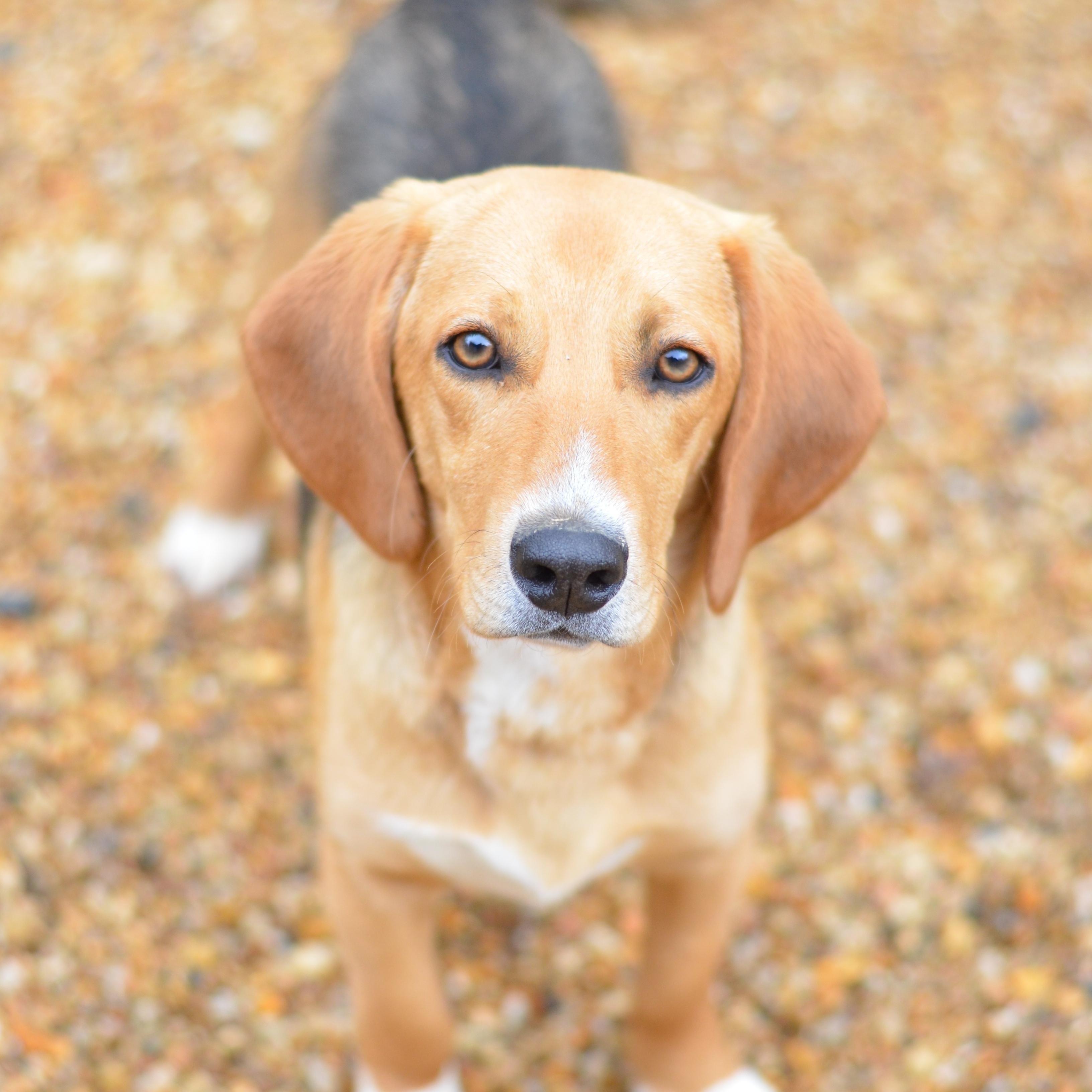 Gator, ADOPTABLE, Young Male Beagle & Dachshund.